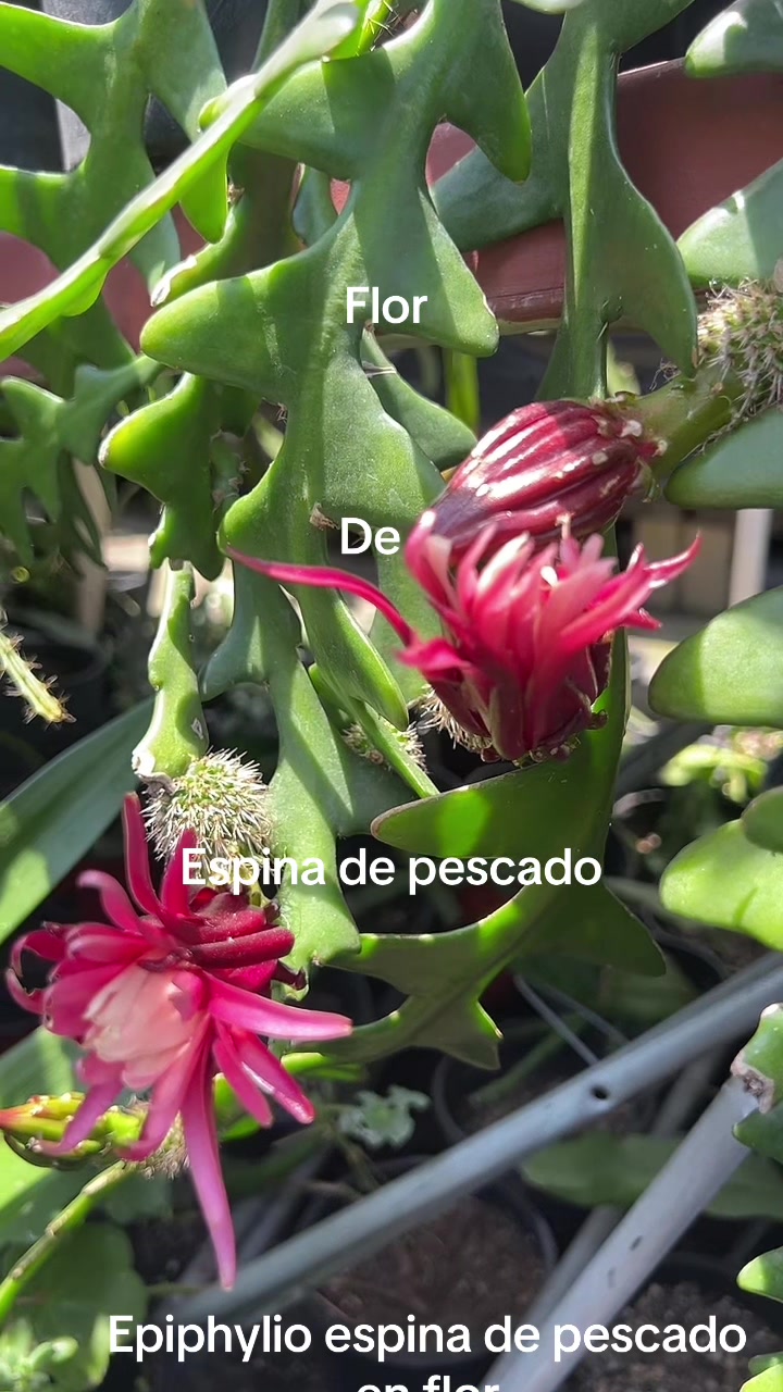 @Maria succulents 🕊️🐚