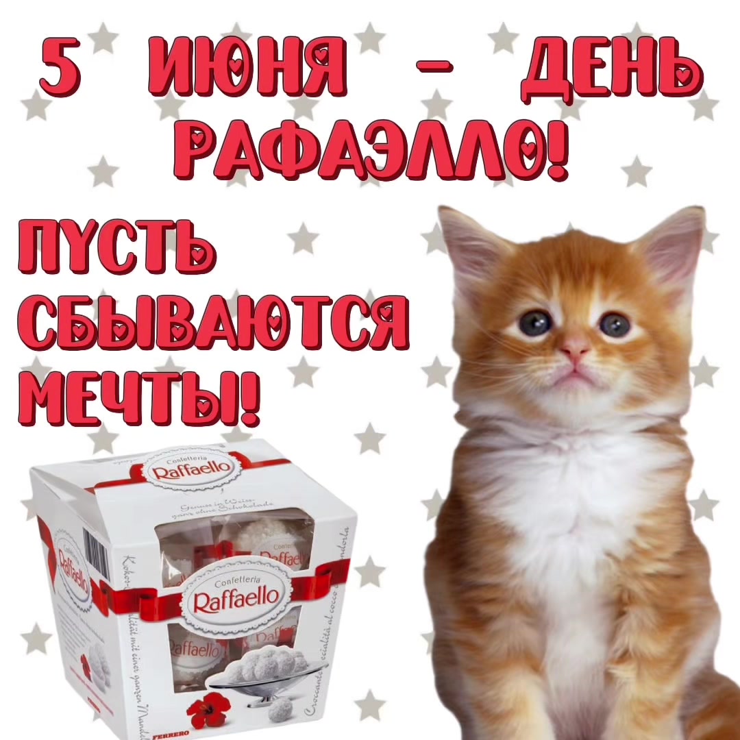 @котики на каждый день