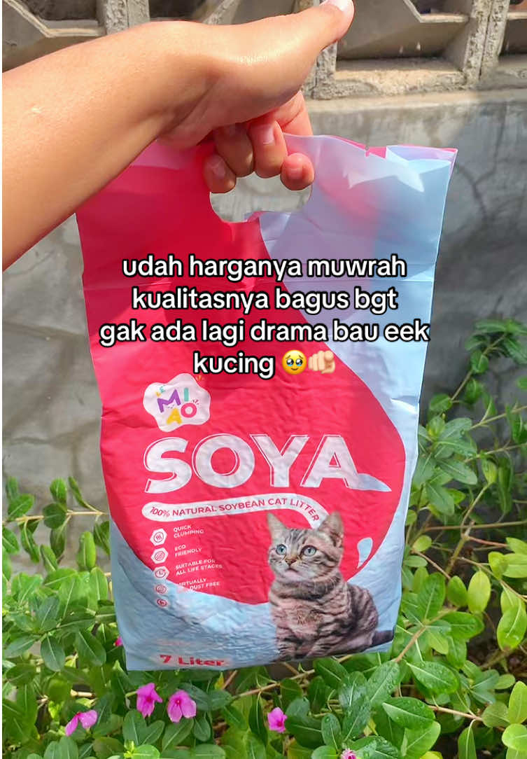 @Cat Project