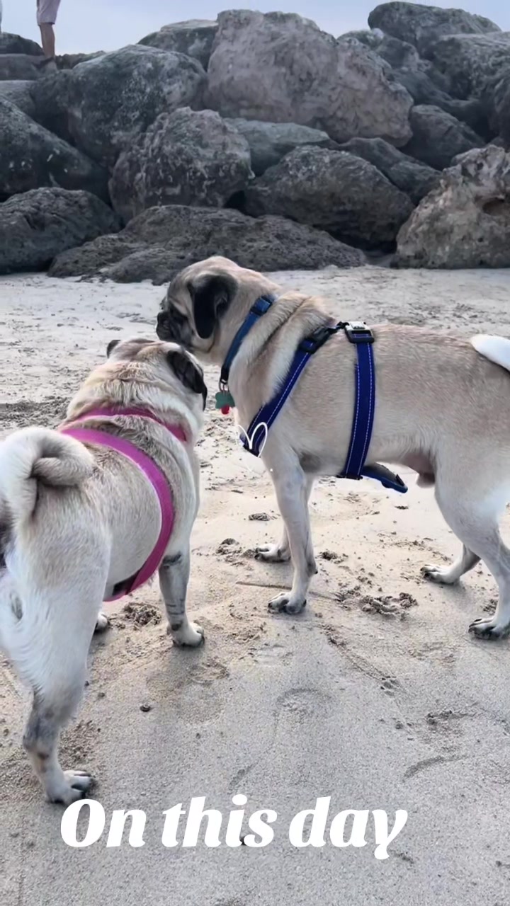 @Life with my 3 beautiful Pugs