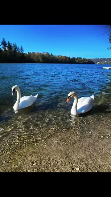 @rosariopiazza231