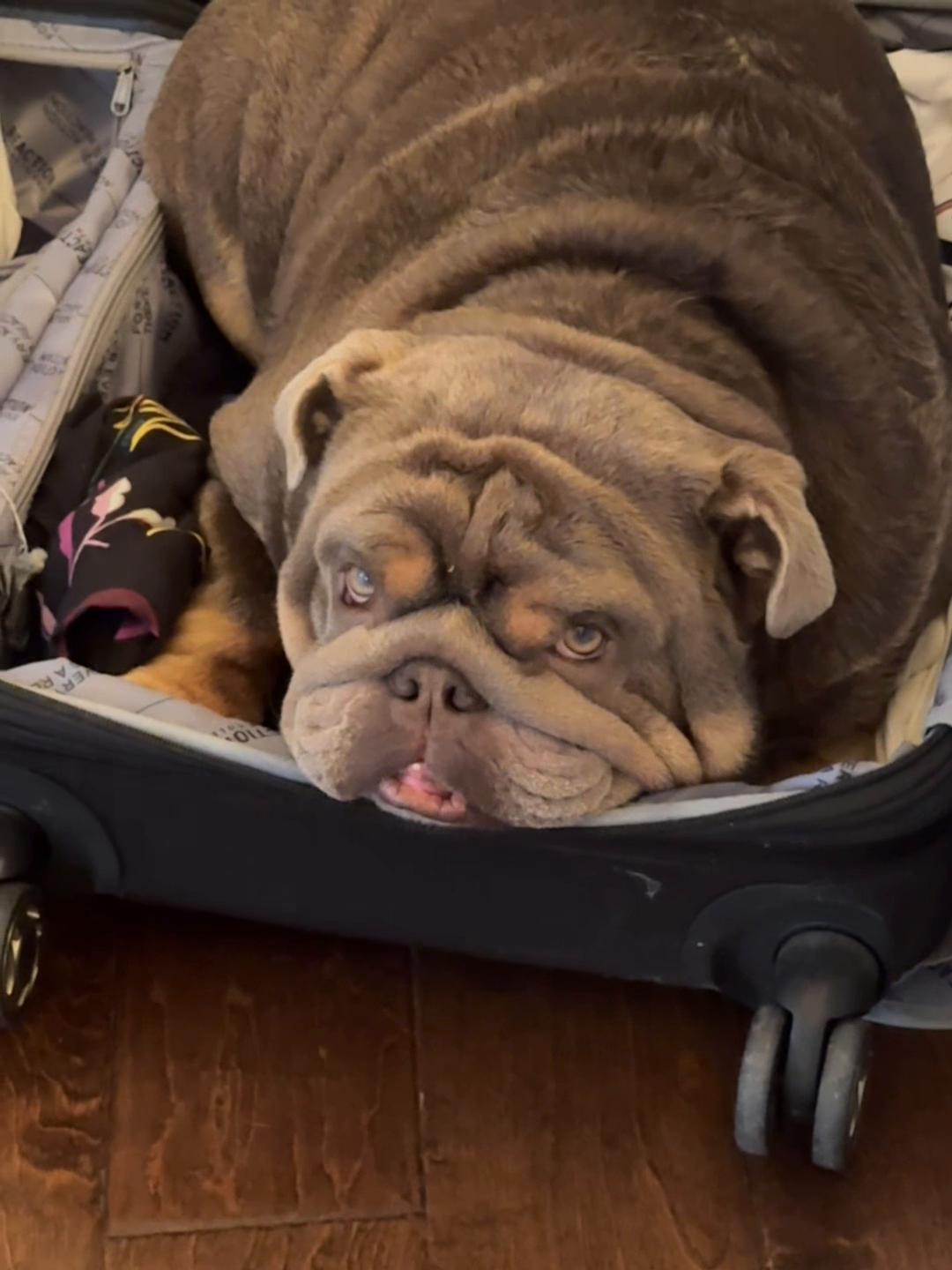 @RawlsTheBulldog