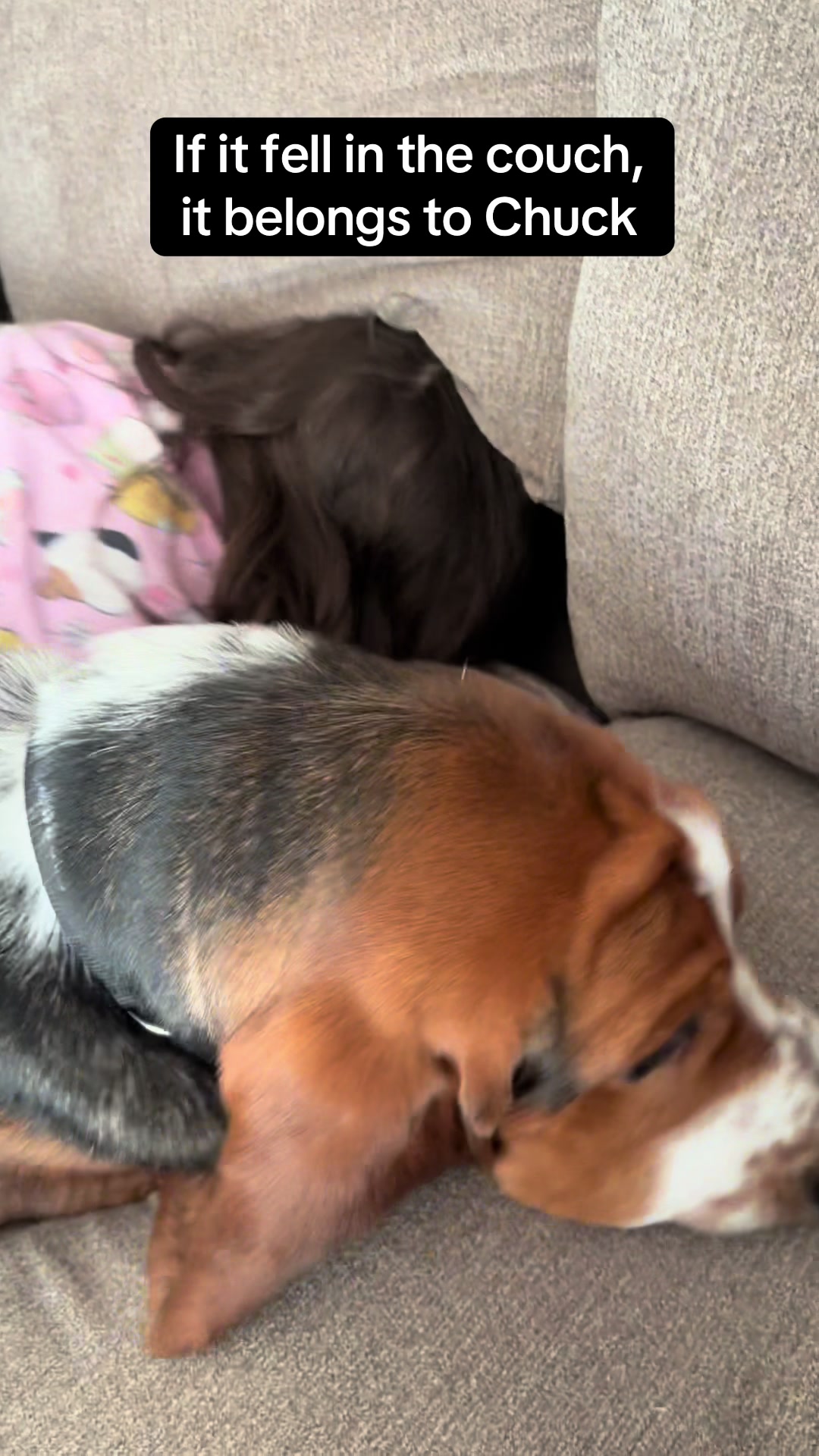 @Chuck Bass The Basset Hound