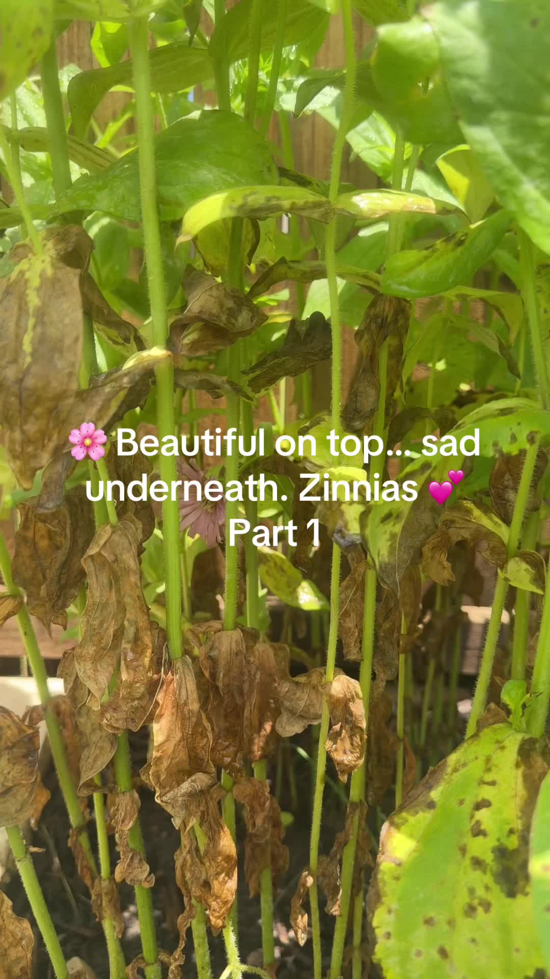 @Fauzia garden Lover