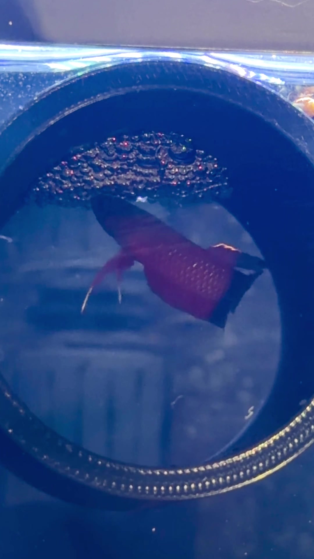 @Daku Aquatics