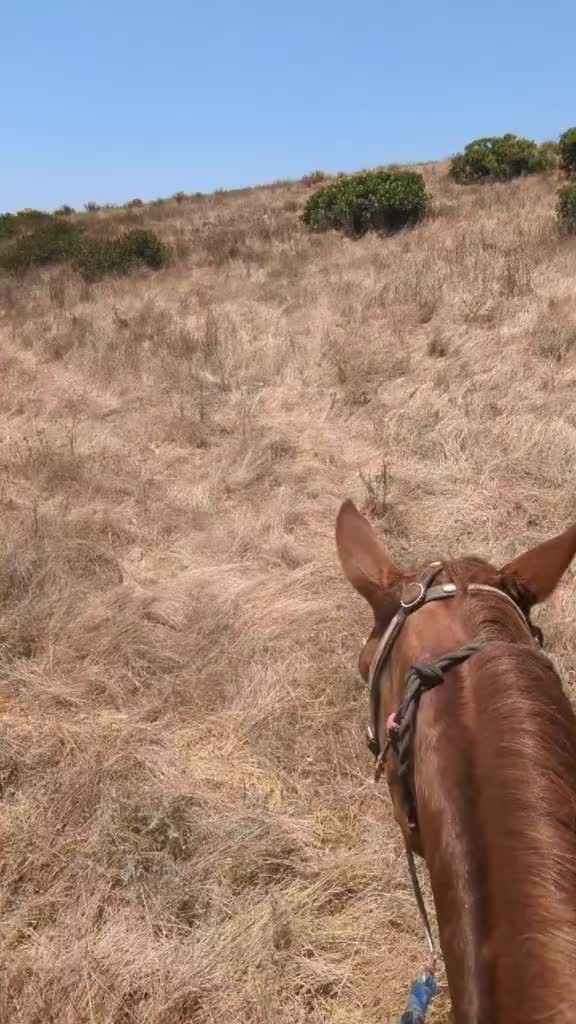 @✨🐎HÈCTOR🐎✨