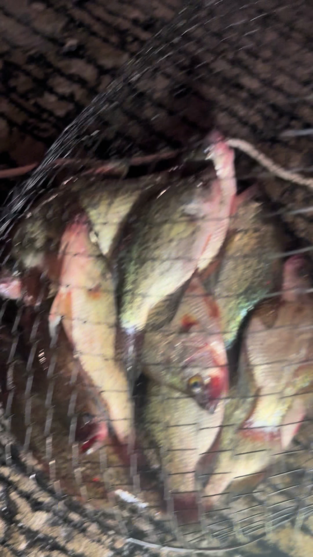@Dave’s Lazy Baits