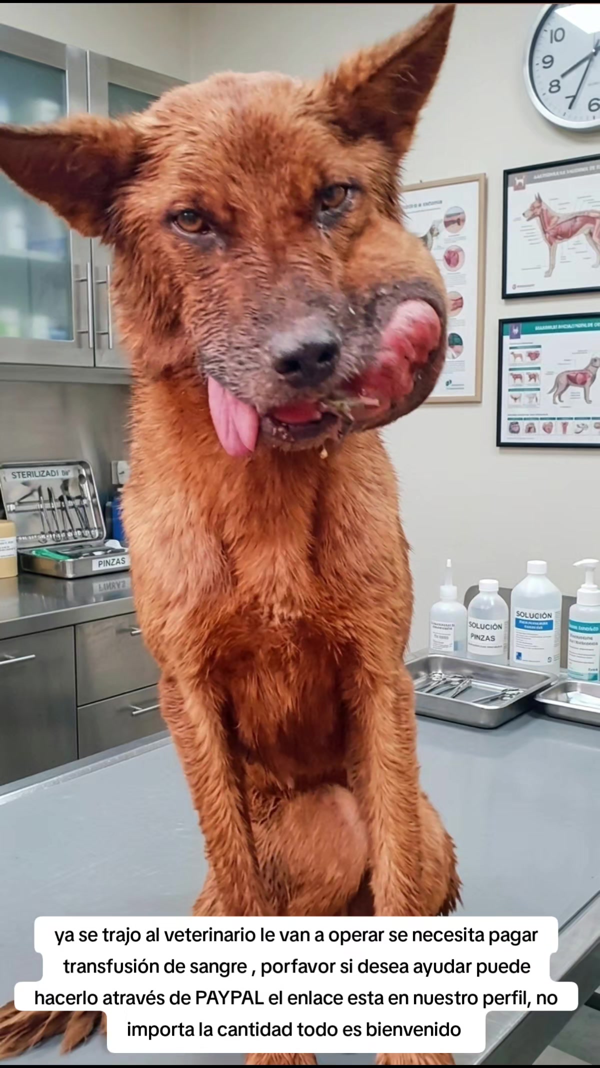@Asoc. Peluditos