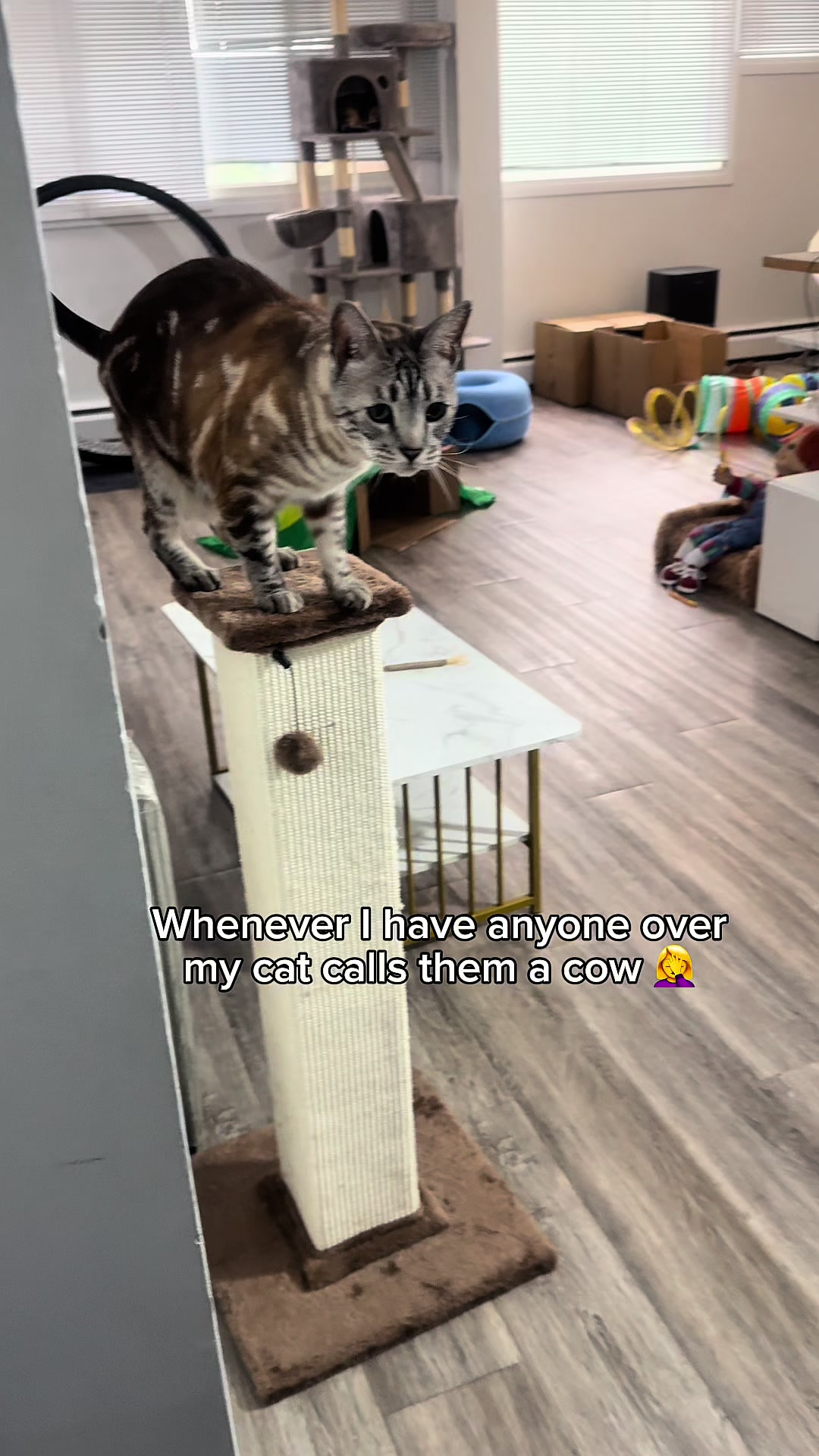 @Three Nawty Cats