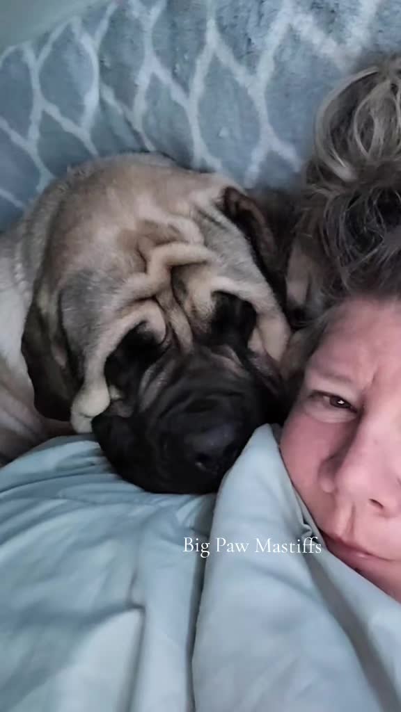 @Big Paw Mastiffs