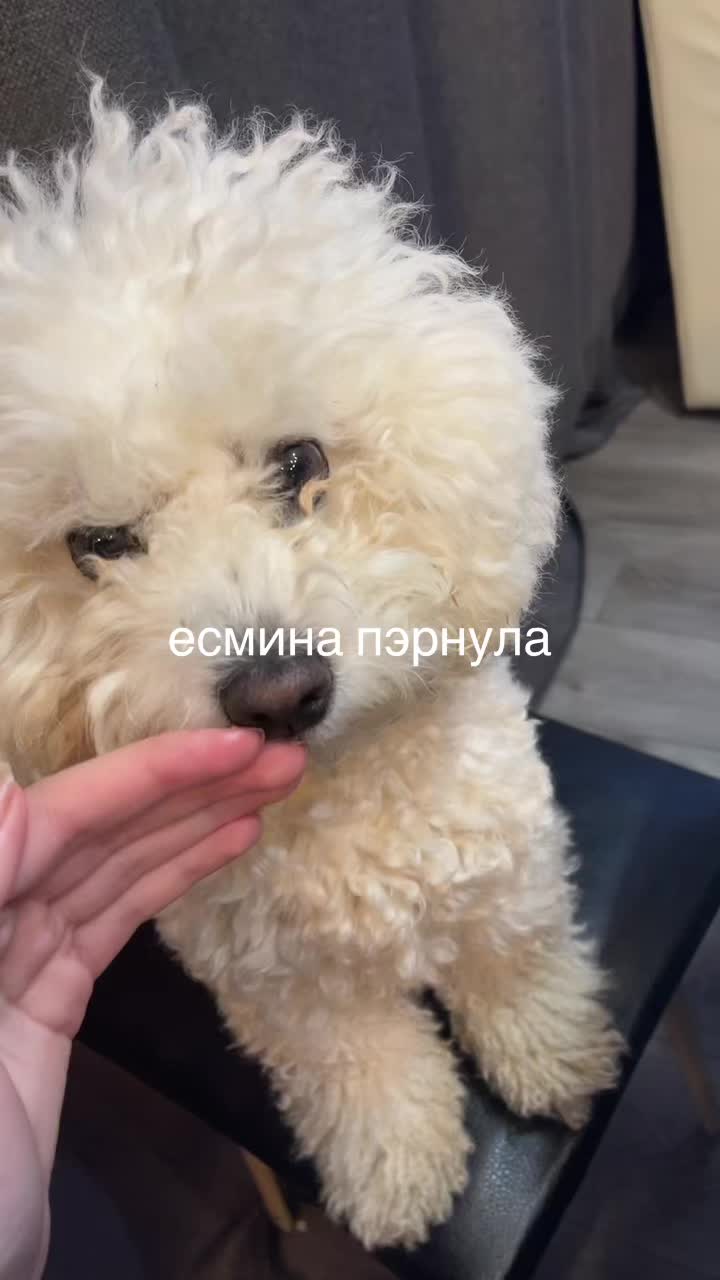 @попыт
