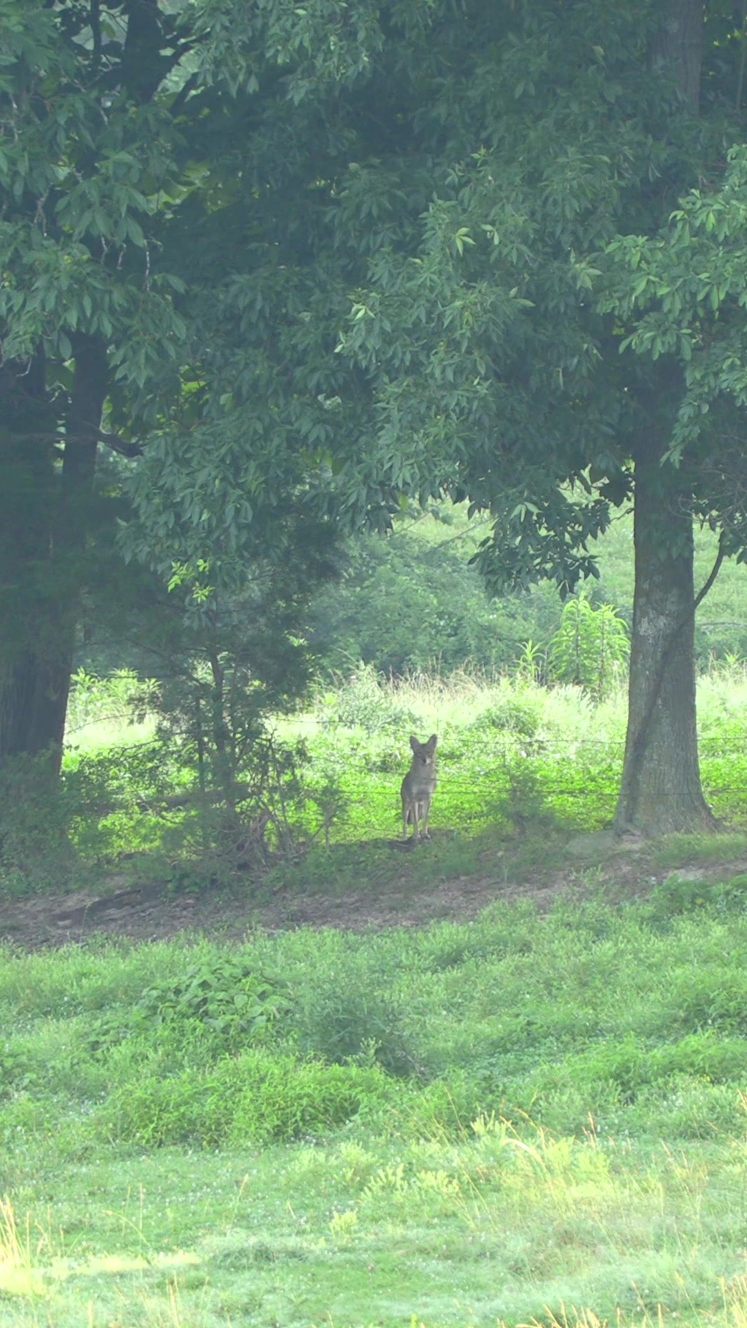@FOXPRO Game Calls