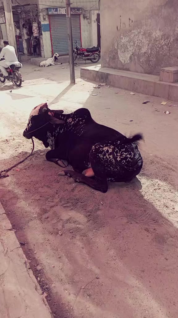 @BUTT BRO🐊ʕ&acute;&bull;ᴥ&bull;`ʔ