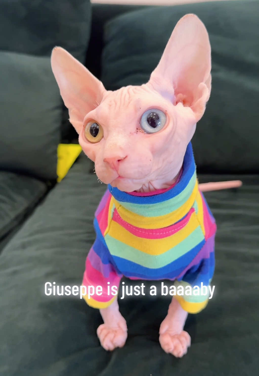 @Boba’s Buds Minskin Cats
