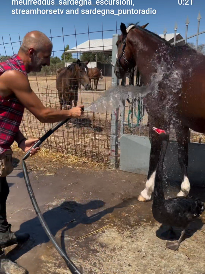 @streamhorse