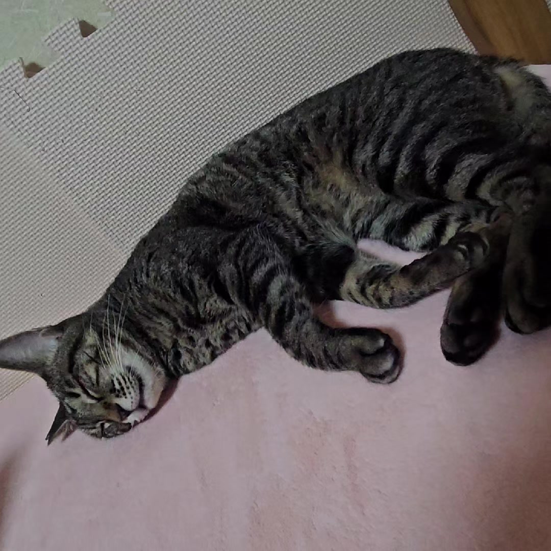 @ナナニャン
