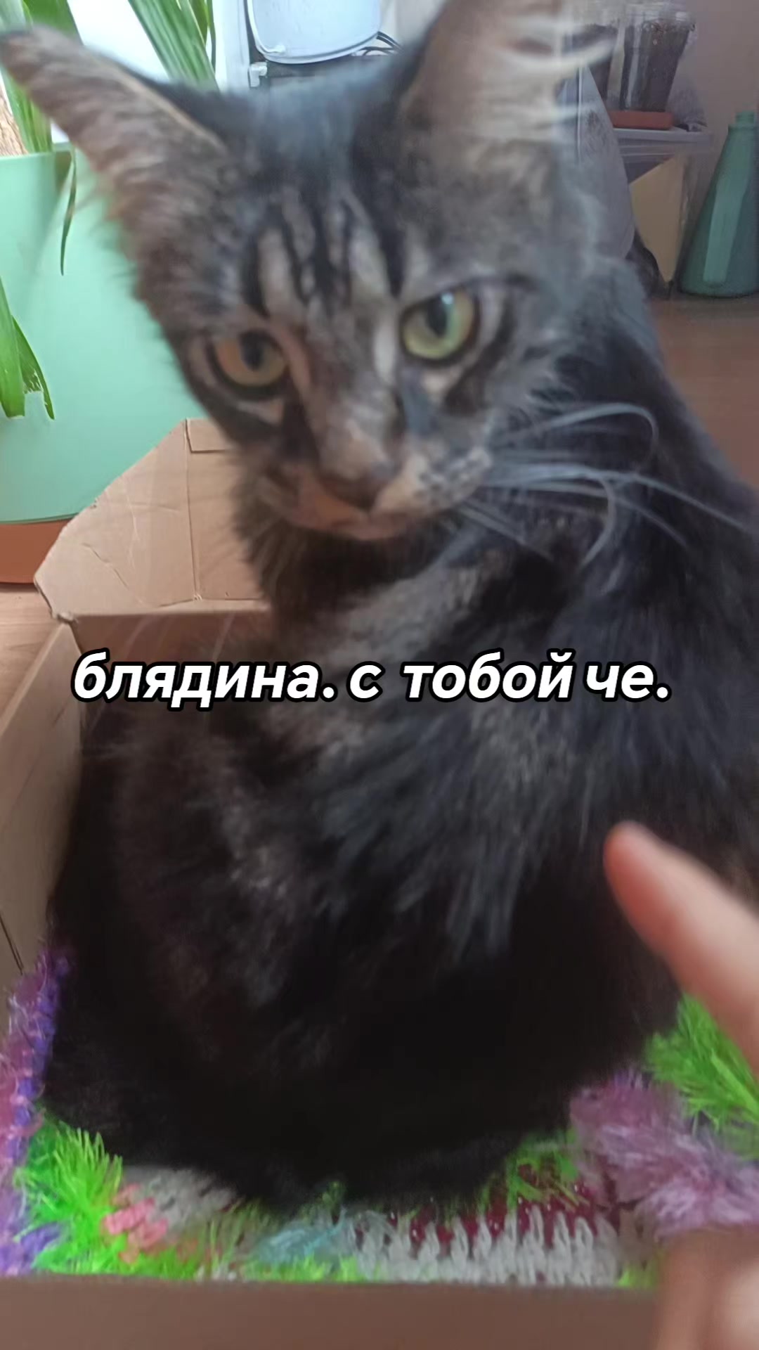@amusleninblyadina