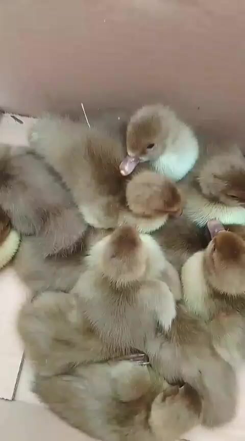 @MAŞTAĞA_QUŞCULUĞ