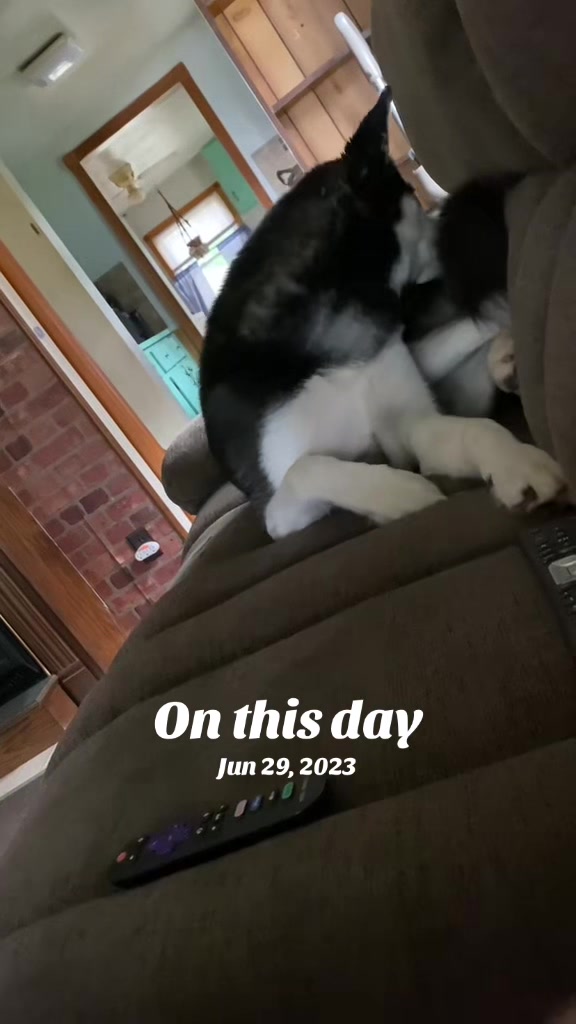 @Martin Scorsese the husky