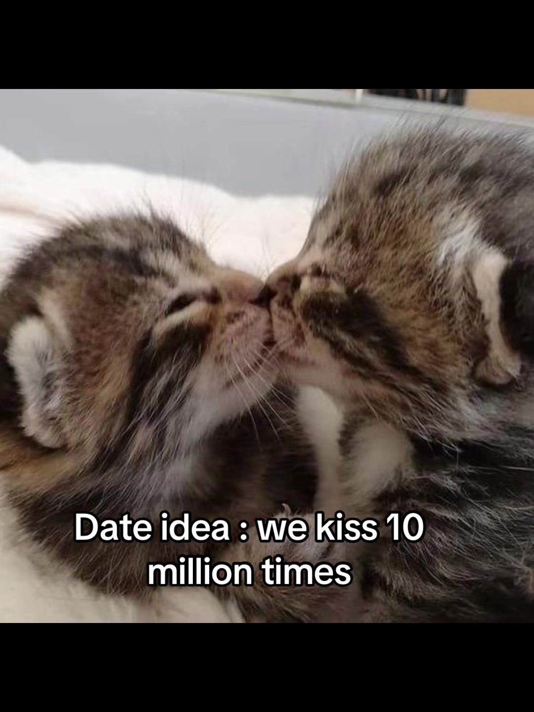 @LavanderCat