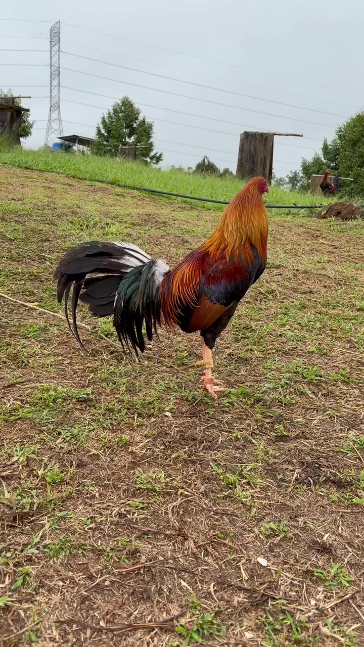 @Zoren ka manok tv