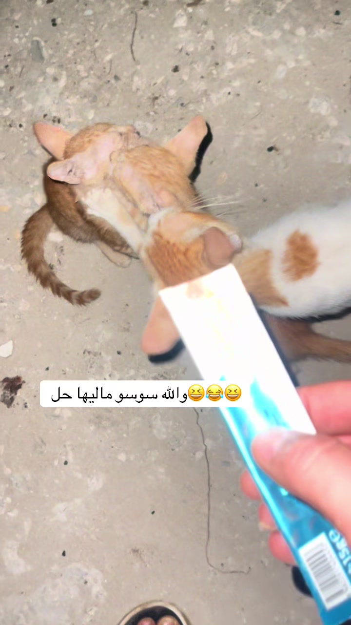 @ashkaltbiah