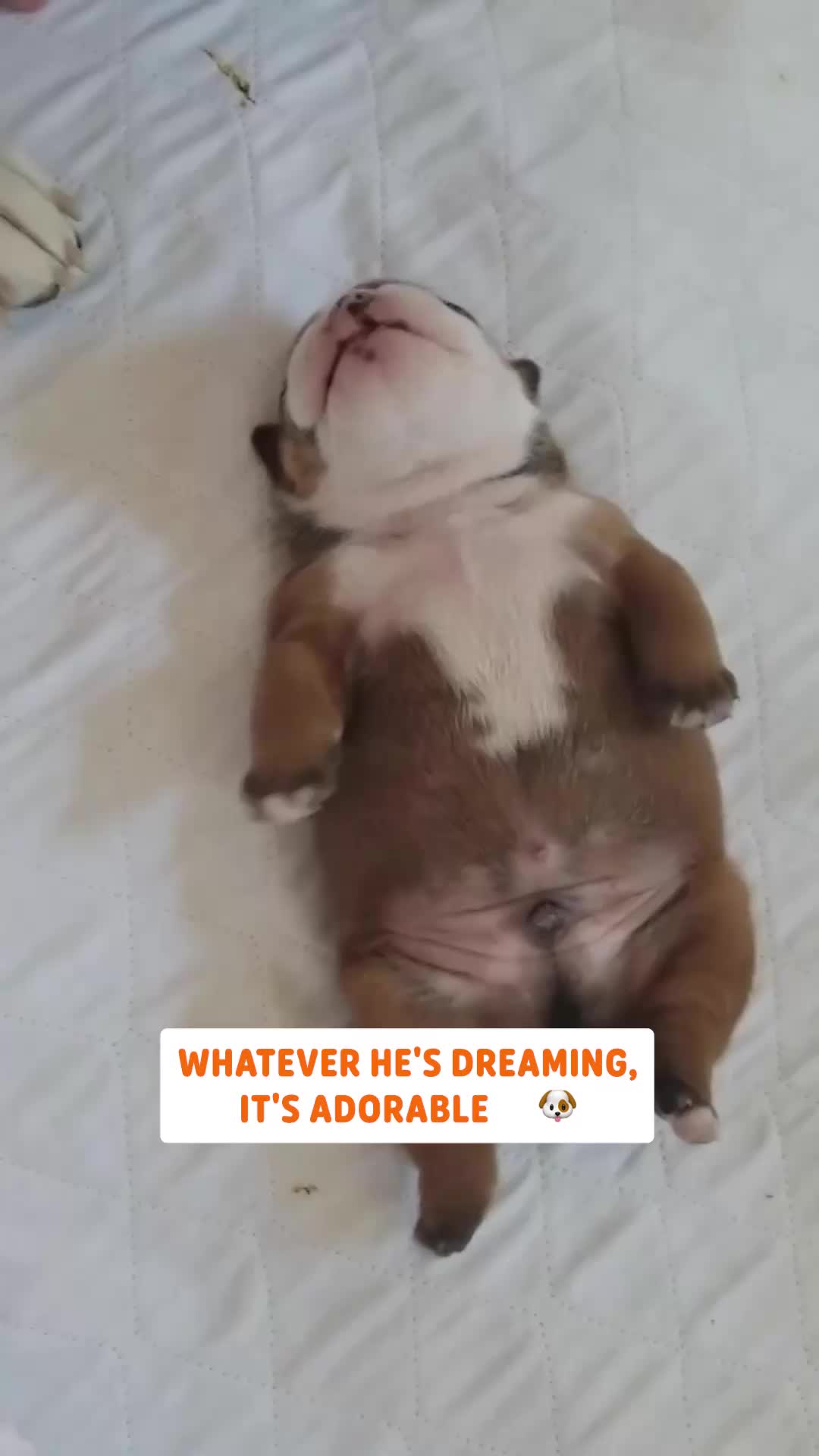 @Pawsome Pets