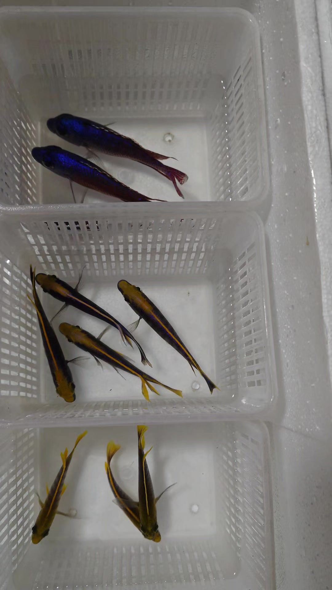 @Long life pet fish co. Ltd