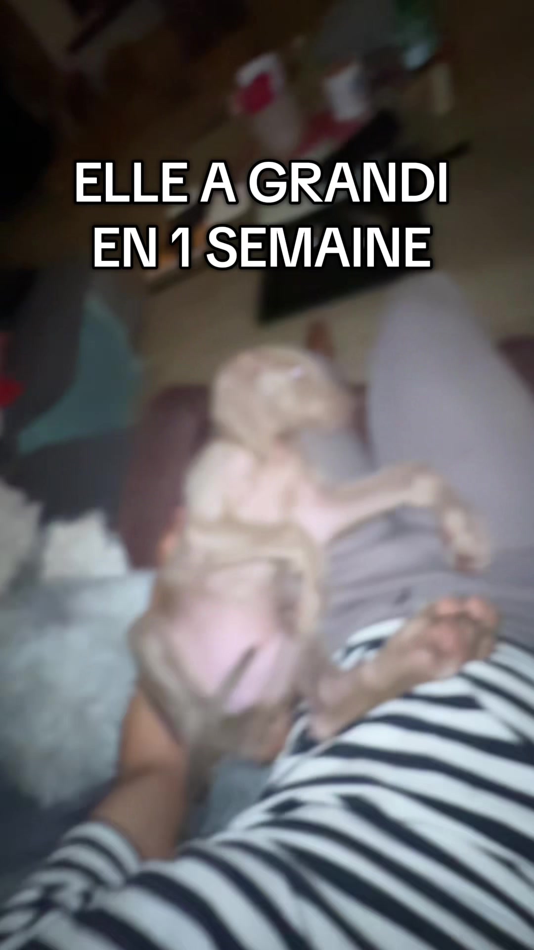 @Leprince