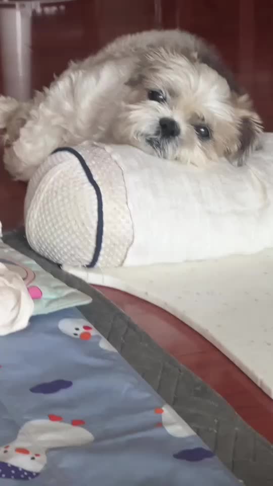 @시츄 포비