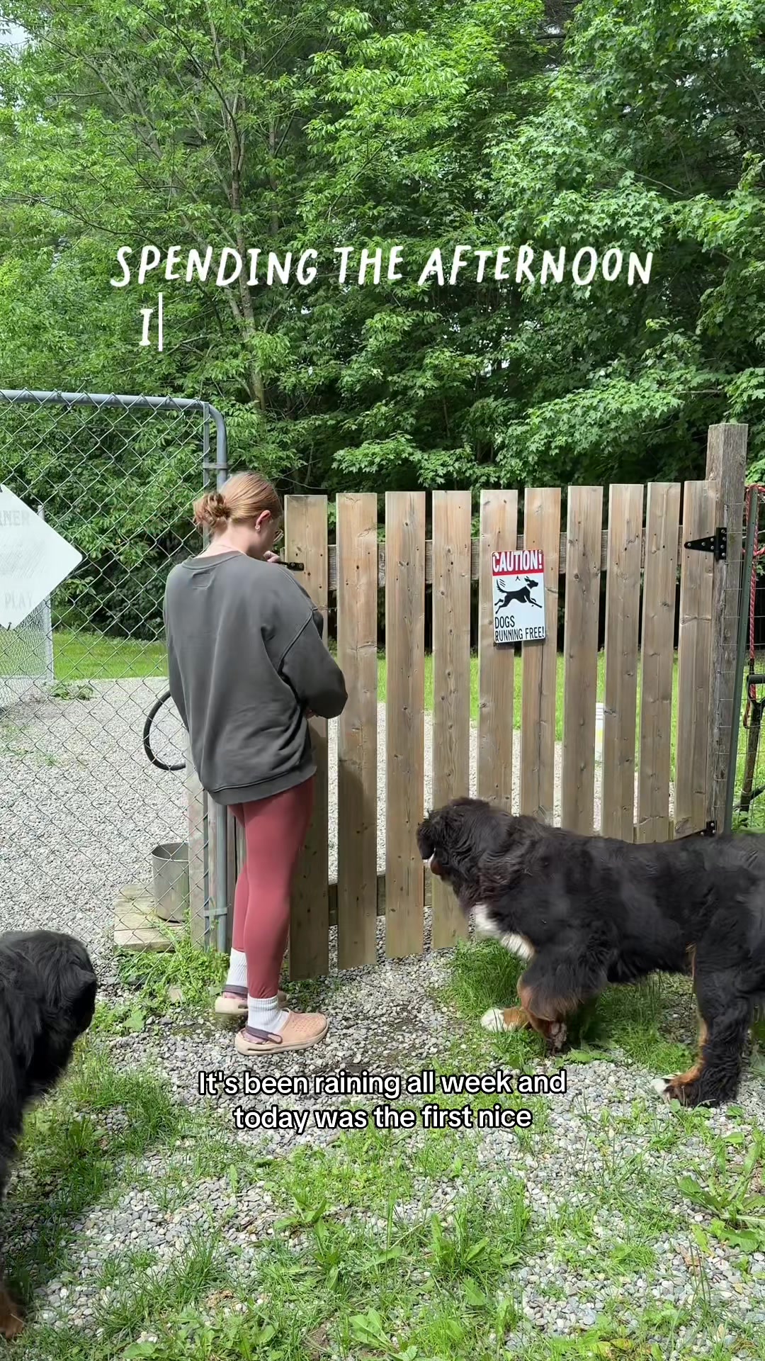 @Alpenspirit Bernese