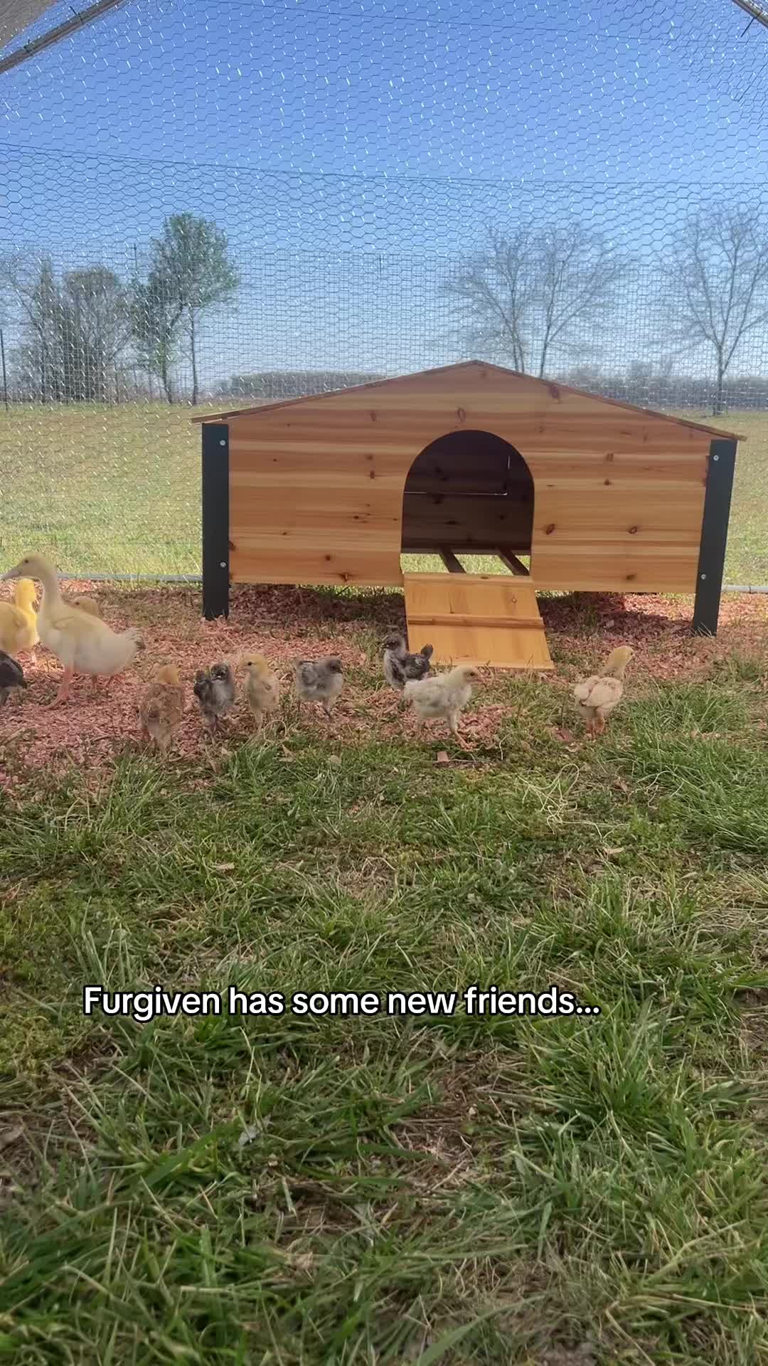 @FURGIVEN Animal Sanctuary