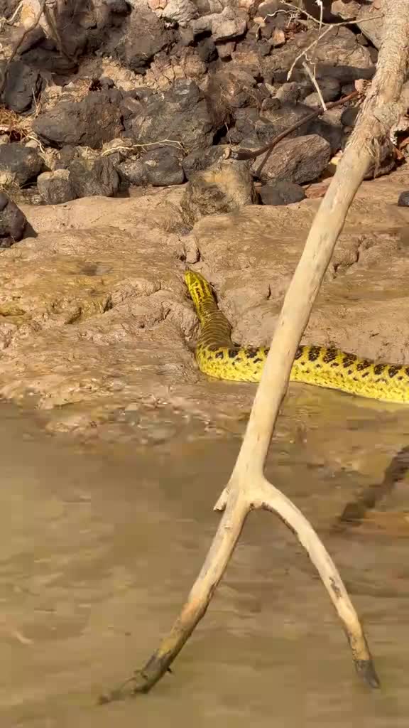 @የጫካው ቀበጥ