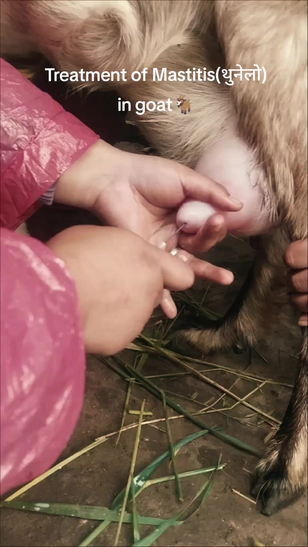 @🐷