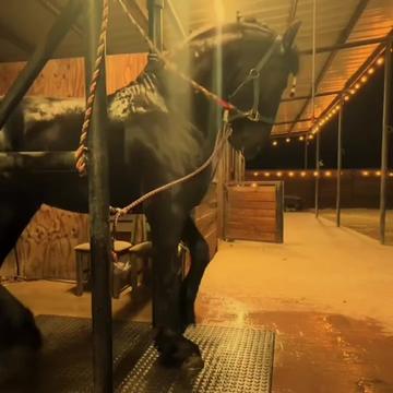 @ganader&iacute;a🐮 y caballo🐴☠️
