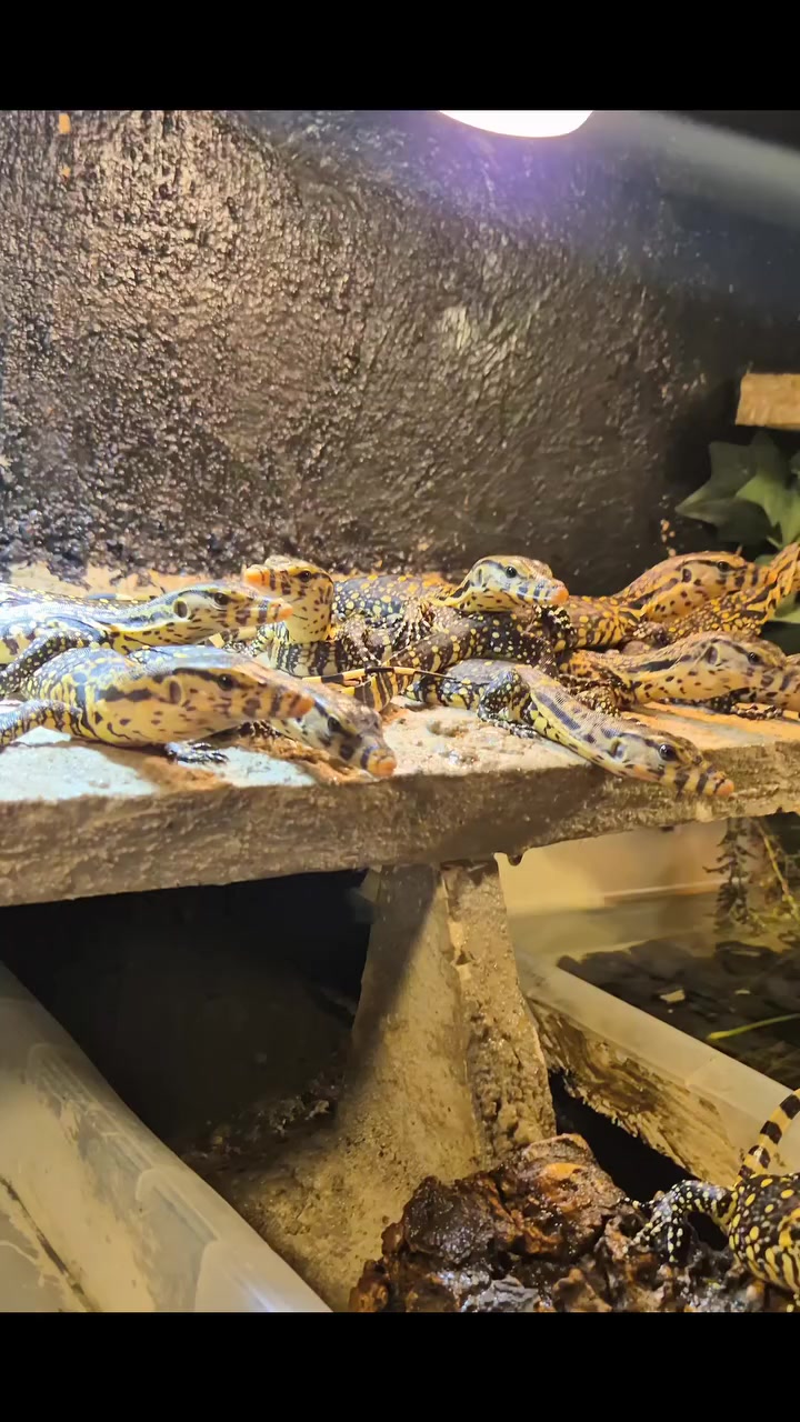 @Morph Reptiles