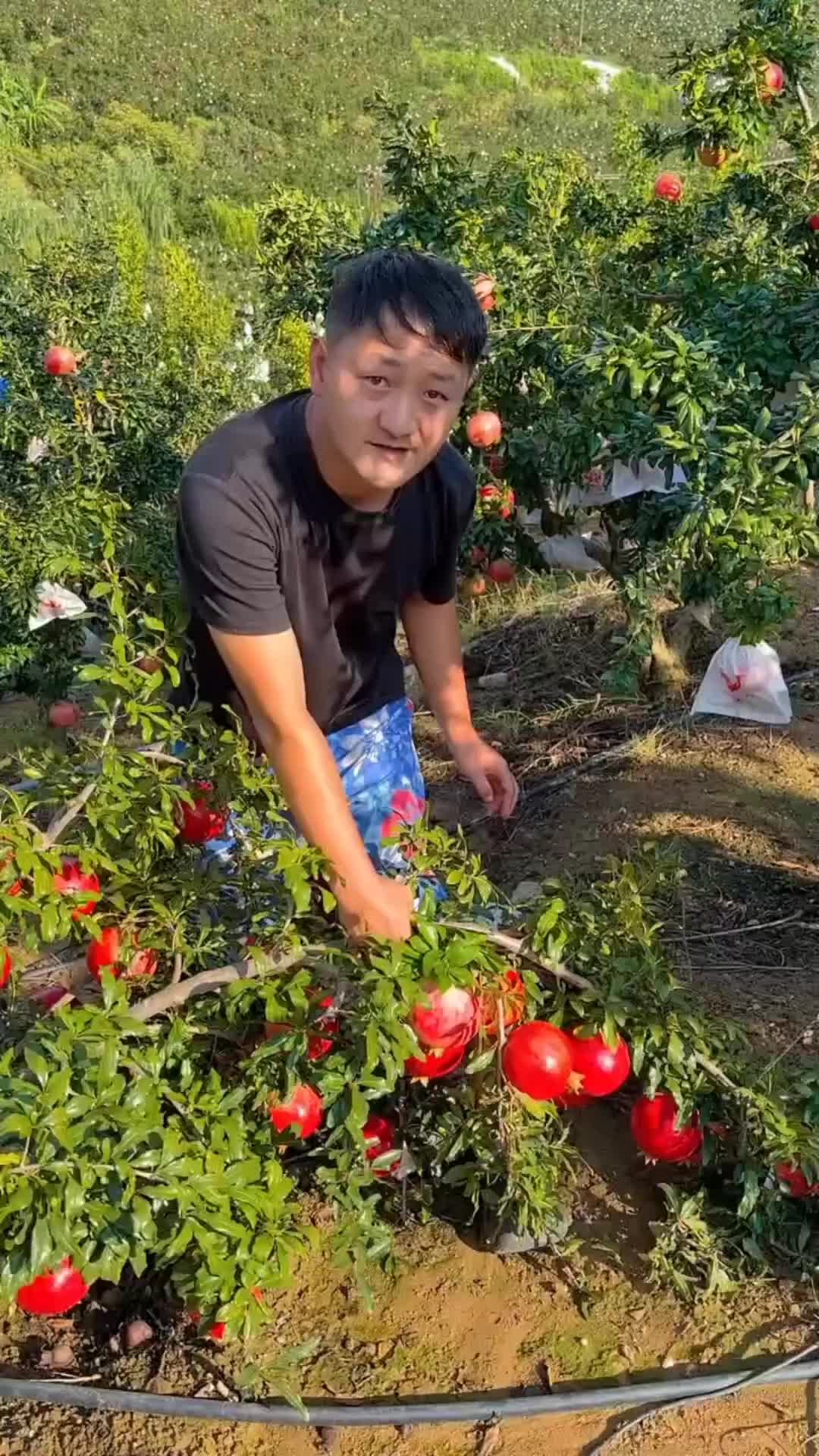 @๐
๐ซ๐ฎ๐ข๐ญ๐ฌ