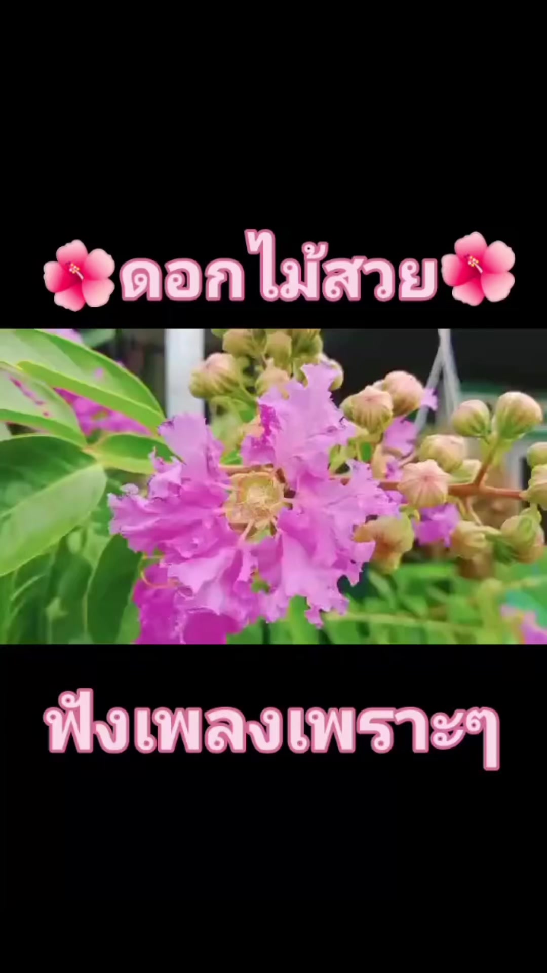 @🎀❤️ฅนเล็ก❤️🎀