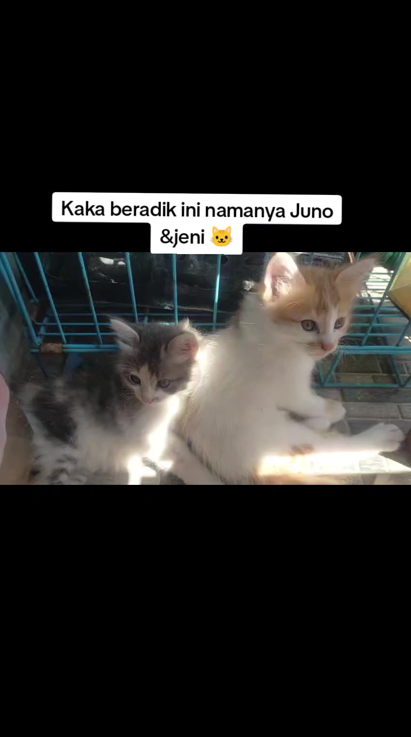 @Lina herlina