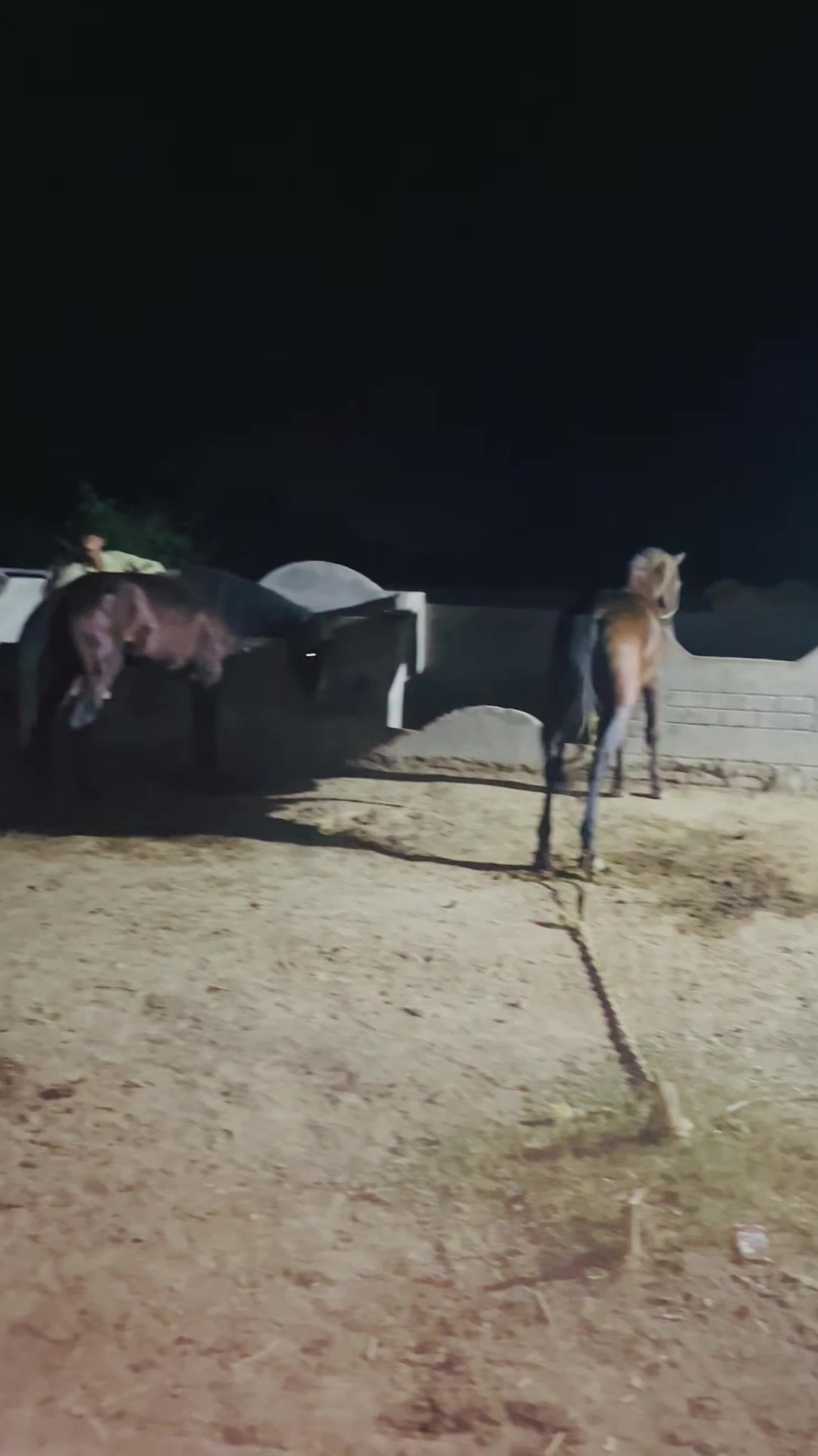 @رانا وقار اشرف 🐎