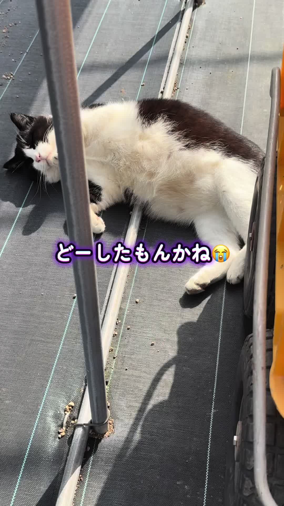 @JUN🍓👑農家のオバタン
