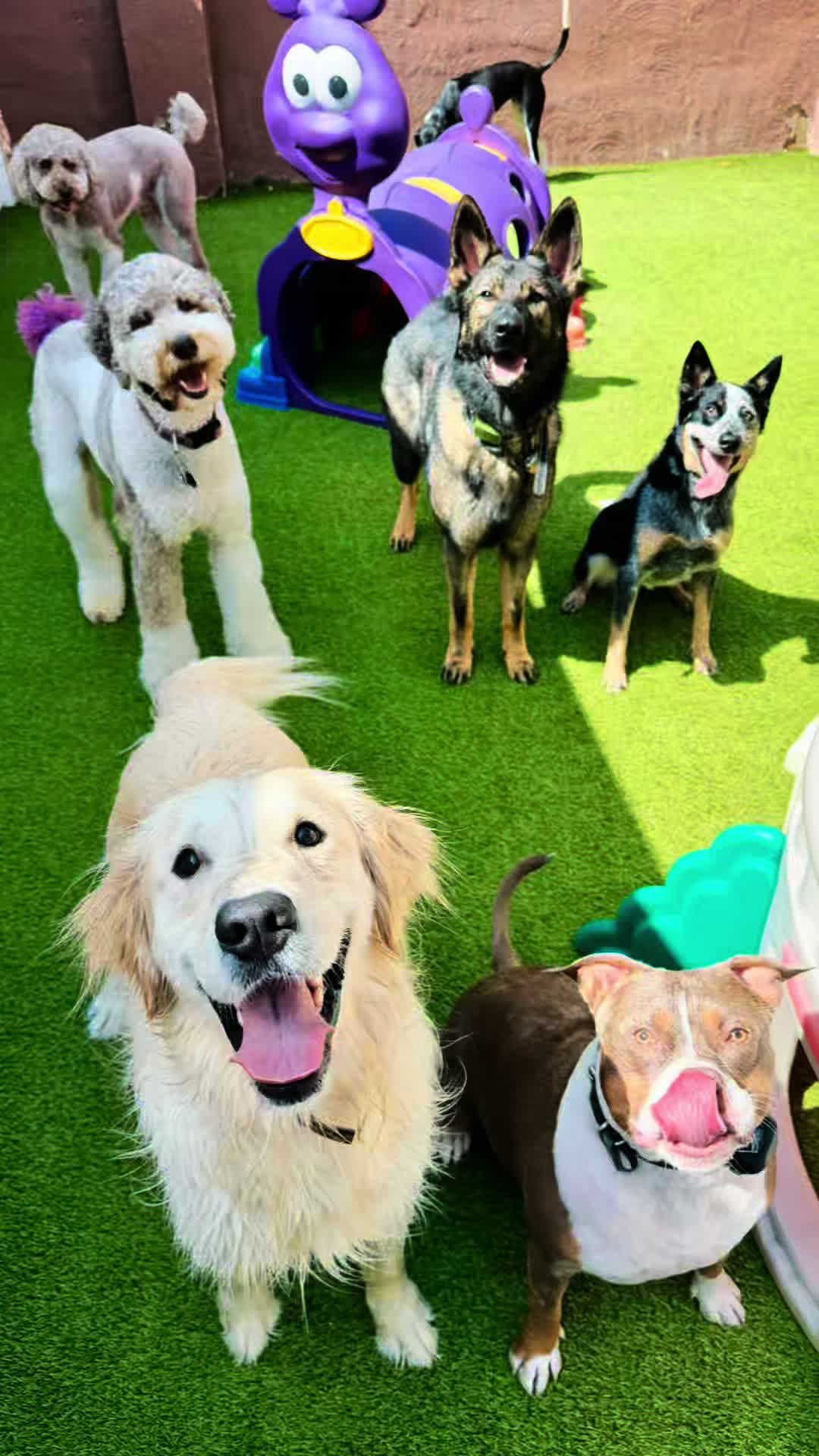 @Waghouse Dog Daycare