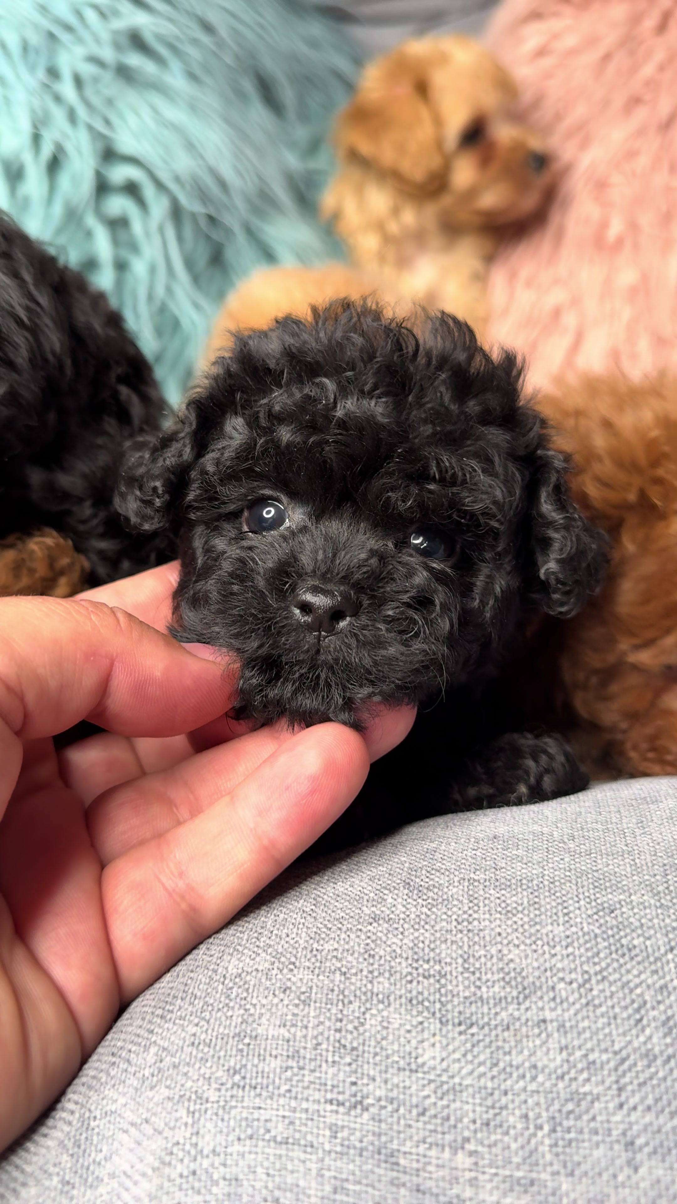 @Puppy’s Maltipoo Kiev