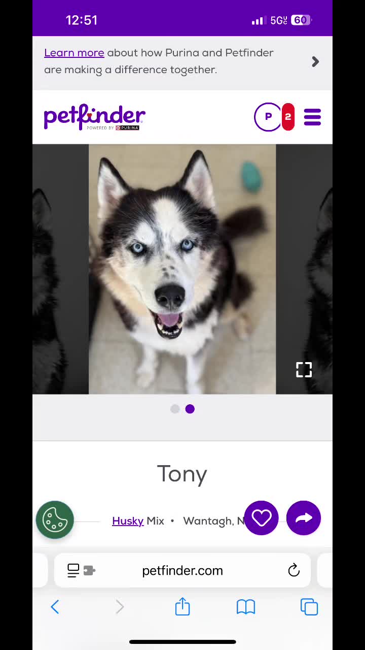@SHARPofNY SiberianHusky Rescue