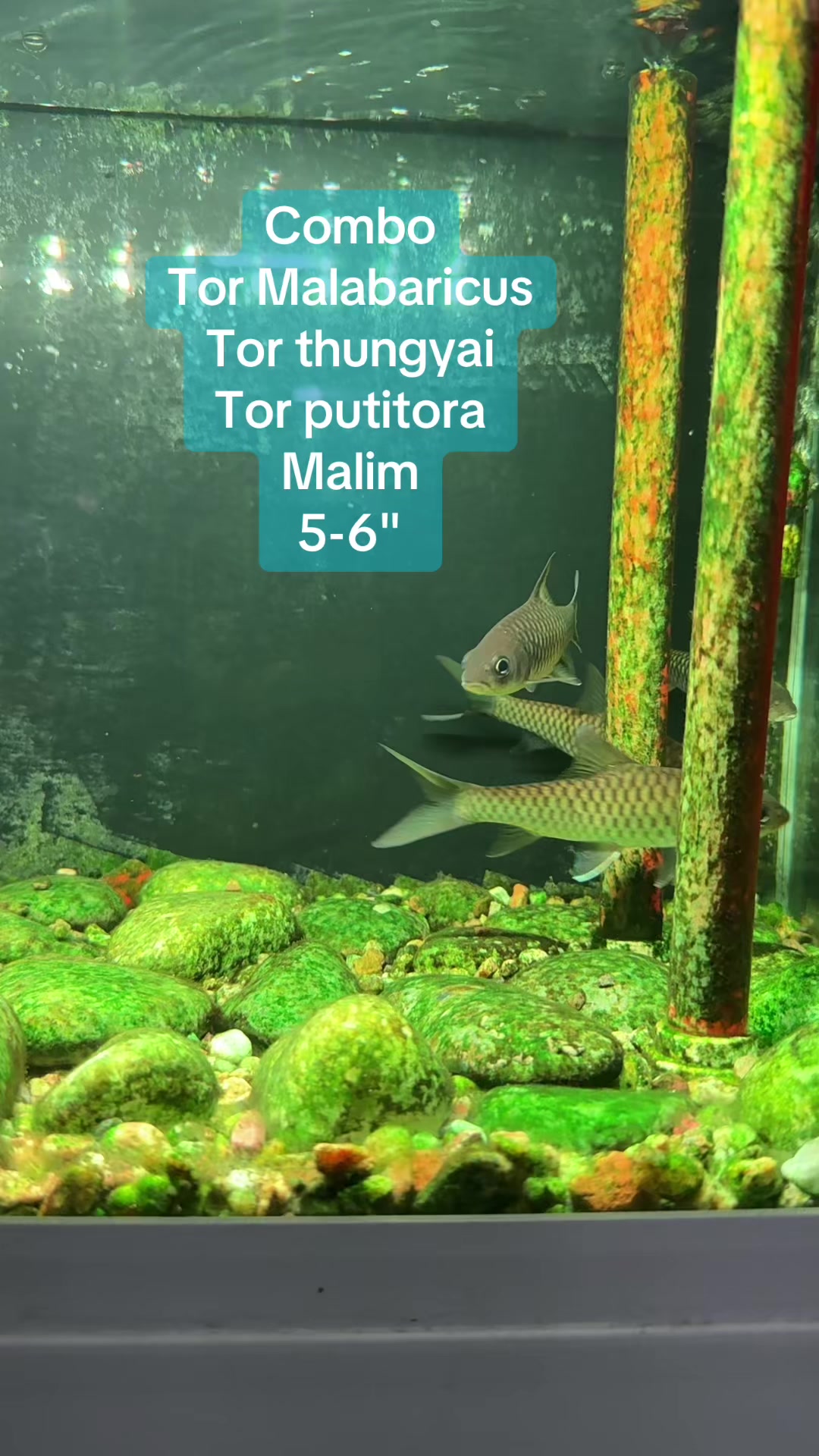 @Din_BB Aquatic