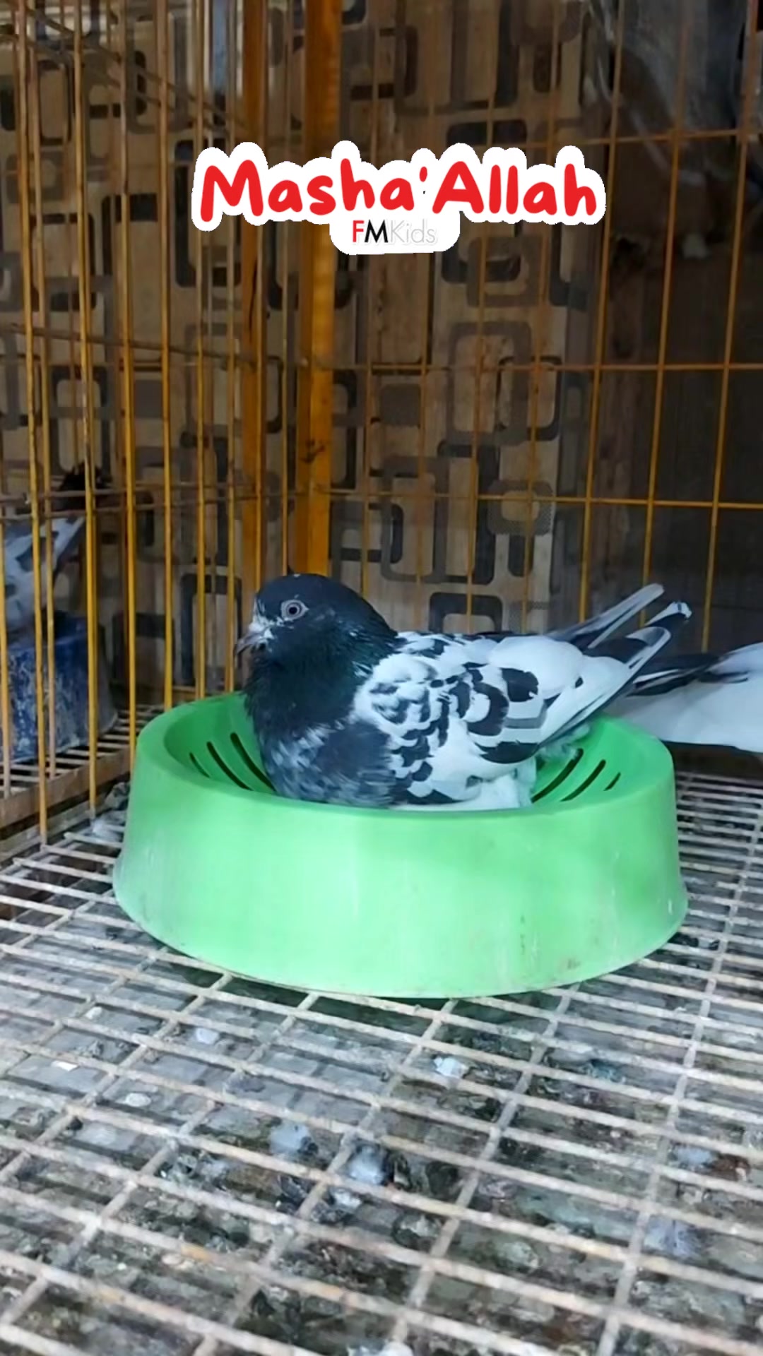 @Pak Pet Zone ( Shebi Shokeen )