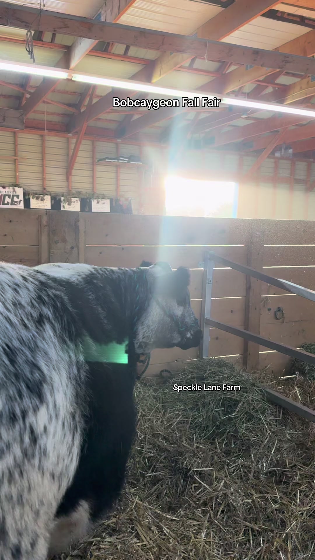 @Speckle Park Cattle