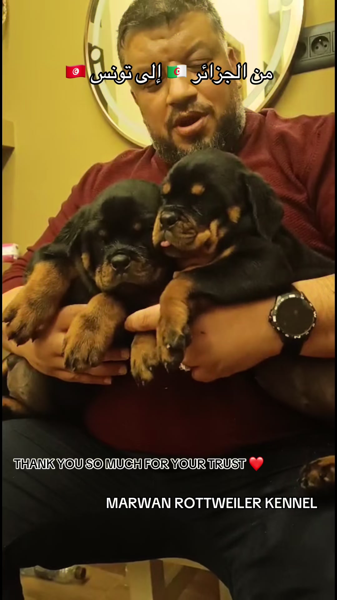 @Marwan Rottweiler-ke