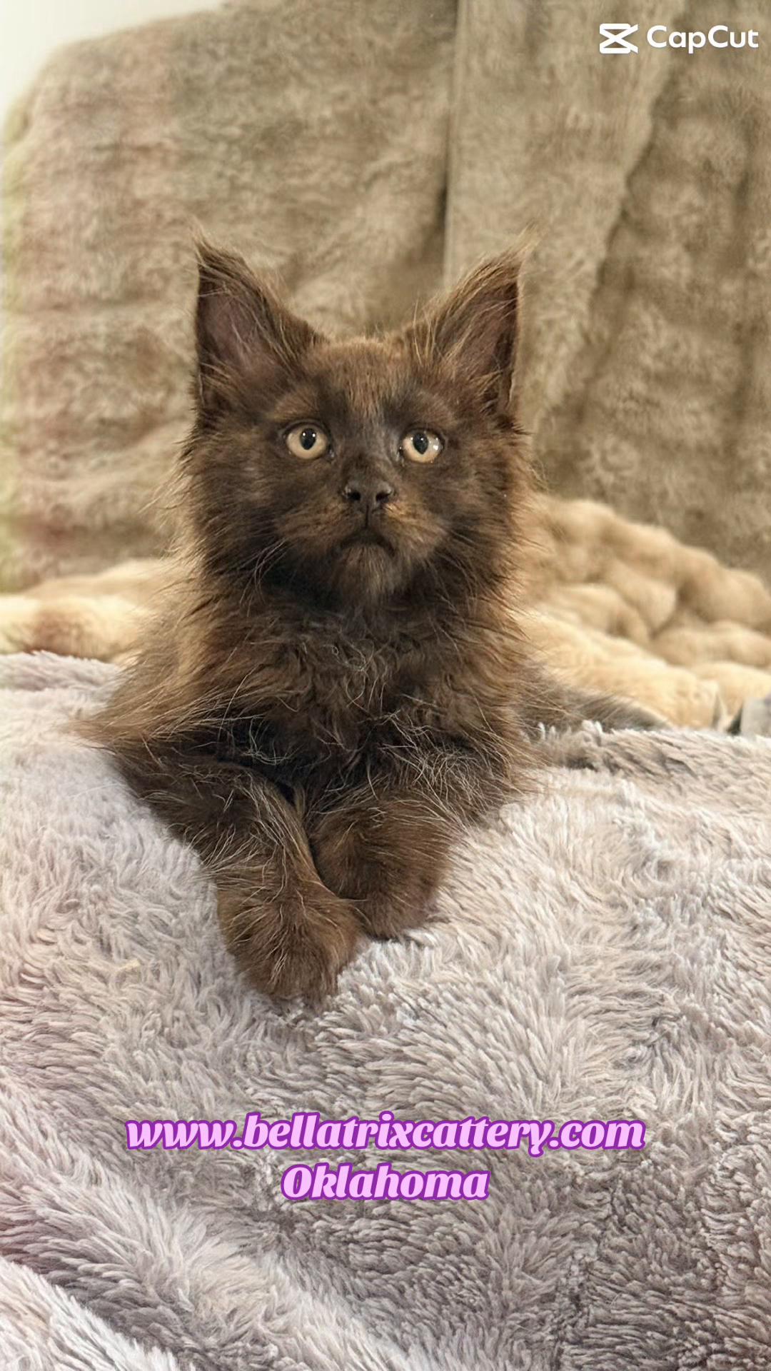 @Bellatrix Maine Coon Cattery