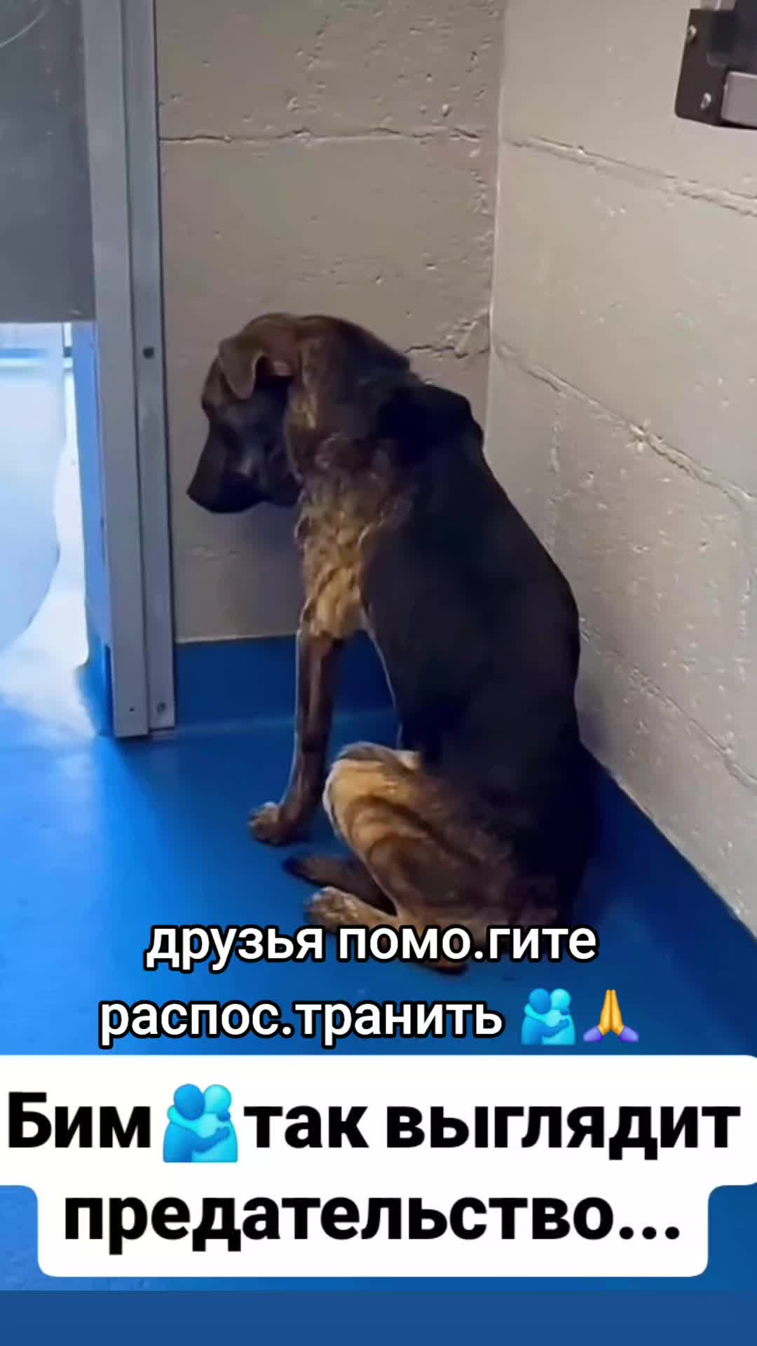 @animal